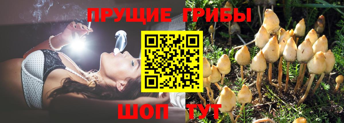 Псилоцибиновые грибы прущие грибы Малоярославец